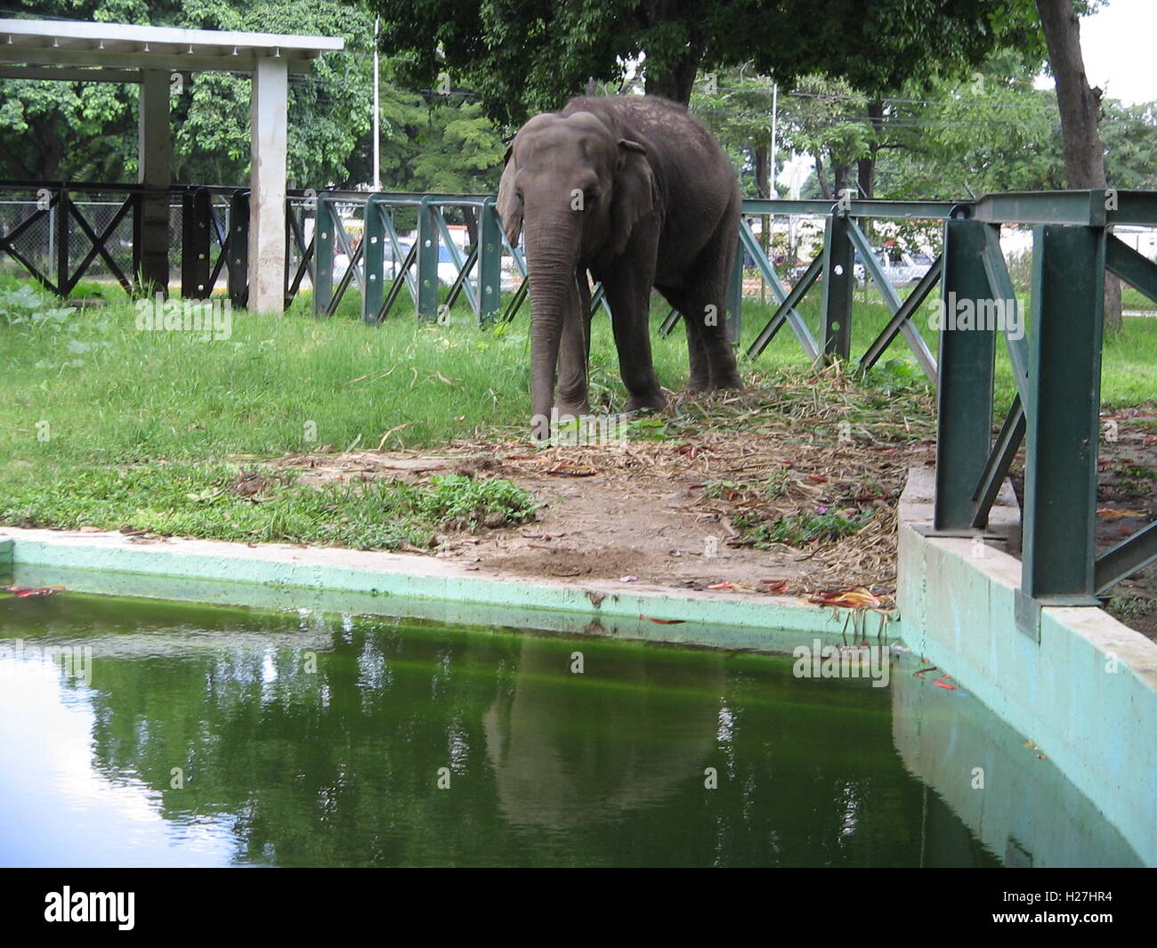 Animals in captivity, zoo. Maracay, Venezuela, Latin America, South America Stock Photo - Alamy Animals in captivity, zoo. Maracay, Venezuela, Latin America, South America Stock Photo - Alamy
