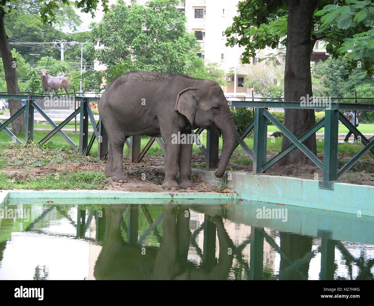 Animals in captivity, zoo. Maracay, Venezuela, Latin America, South America Stock Photo - Alamy Animals in captivity, zoo. Maracay, Venezuela, Latin America, South America Stock Photo - Alamy