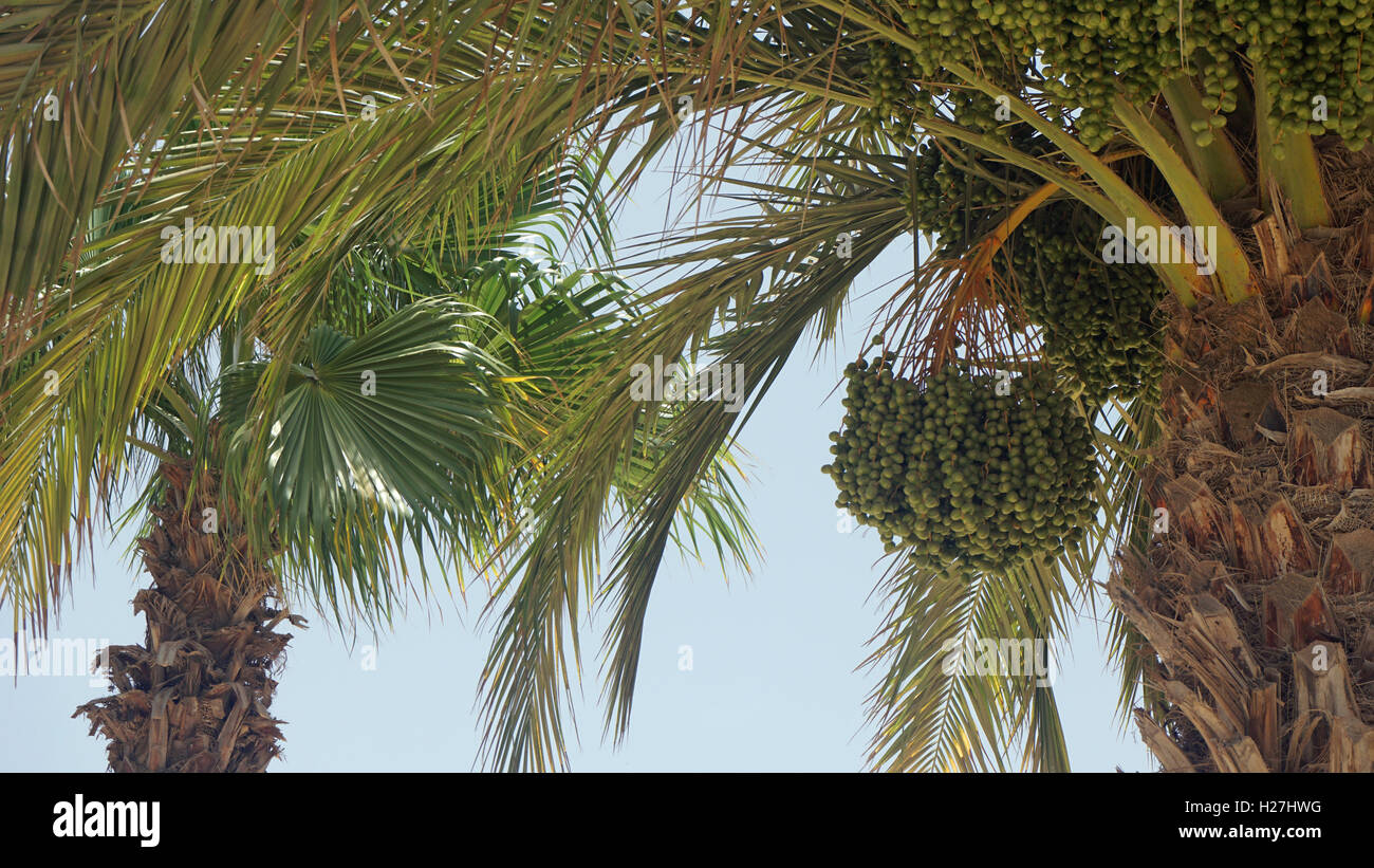 african palm tree on cape verde Stock Photo Alamy