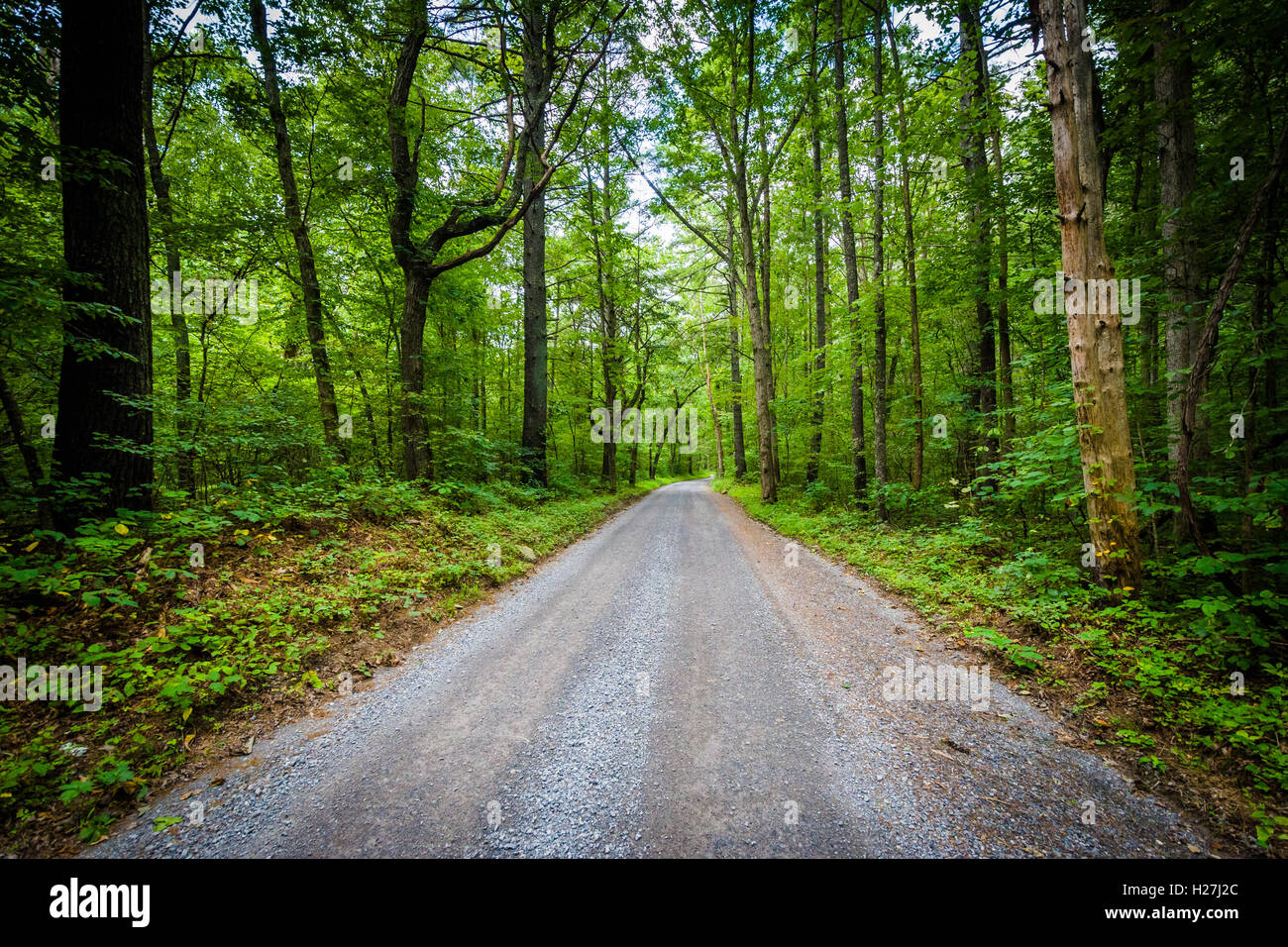 Road through the wood campestre.al.gov.br