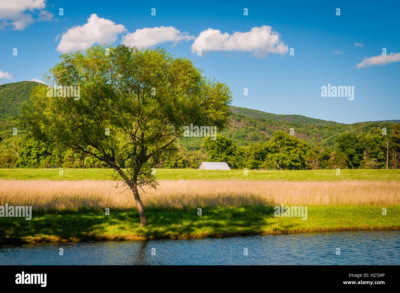Pond and tree in the rural Shenandoah Valley of Virginia. Stock Photo