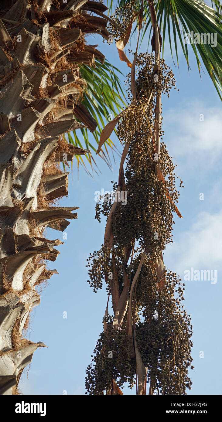 african palm tree on cape verde Stock Photo Alamy