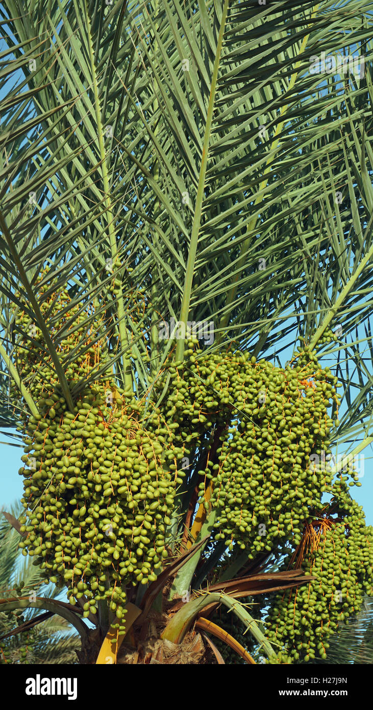 african palm tree on cape verde Stock Photo Alamy