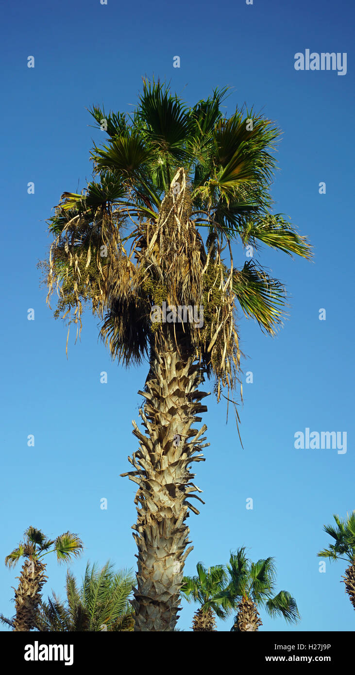 african palm tree on cape verde Stock Photo Alamy