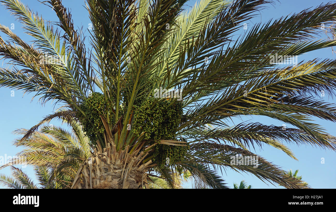 african palm tree on cape verde Stock Photo