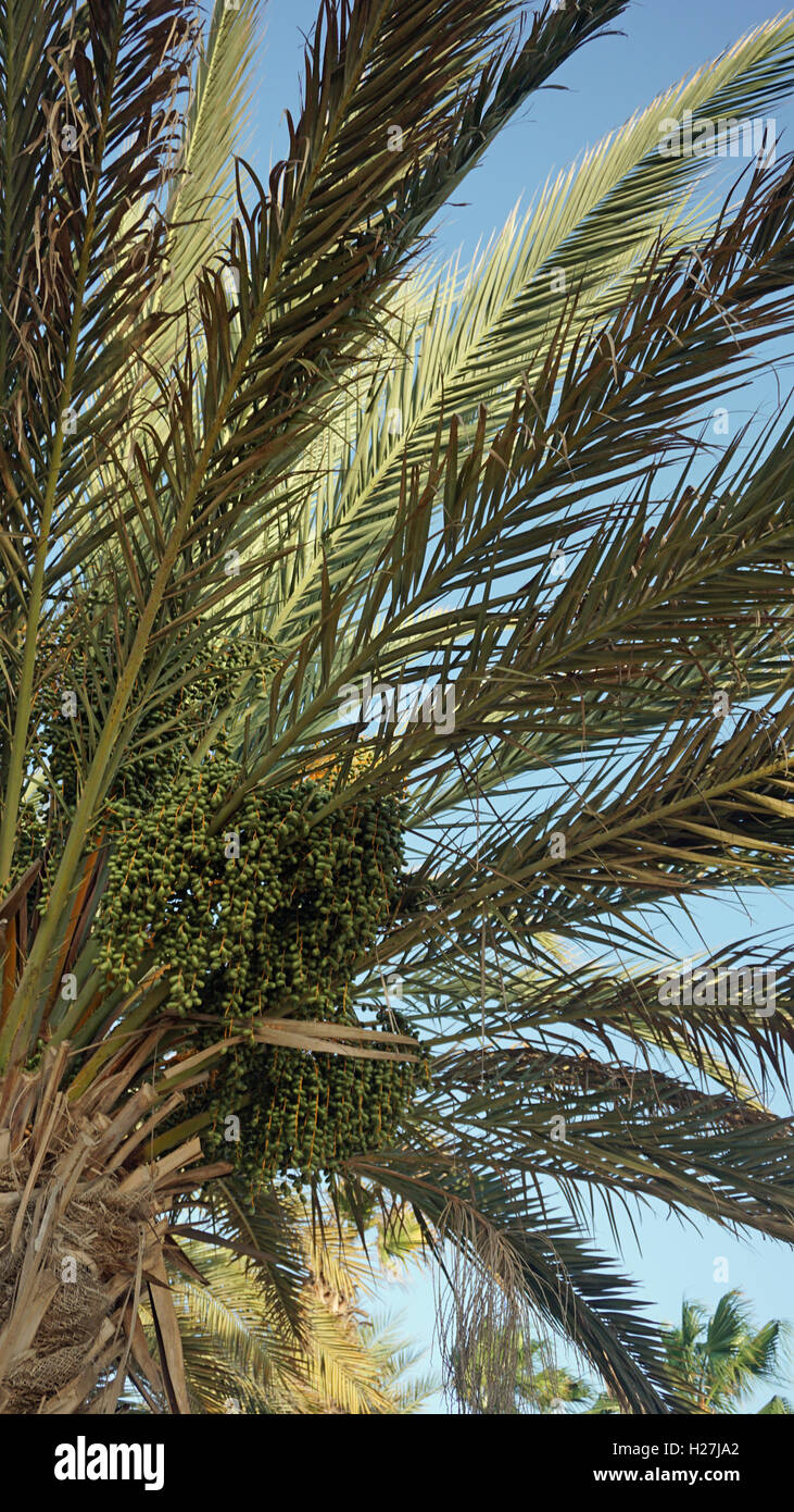 african palm tree on cape verde Stock Photo Alamy
