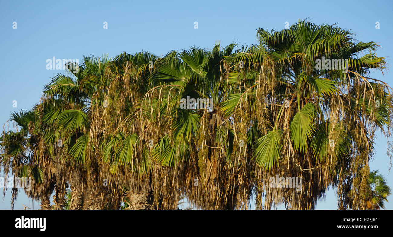 african palm tree on cape verde Stock Photo Alamy