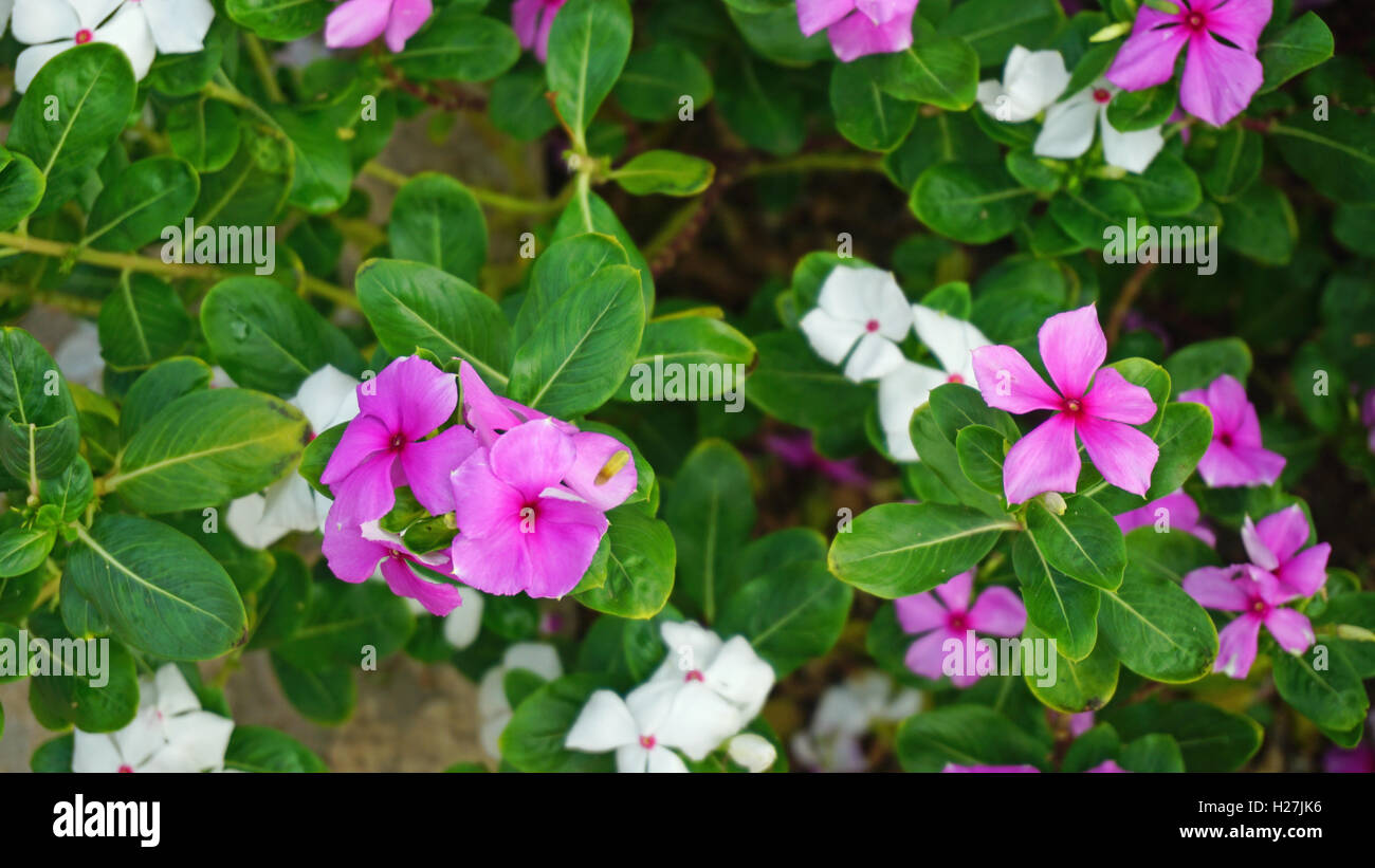 colorful plants in african desert of cape verden Stock Photo Alamy