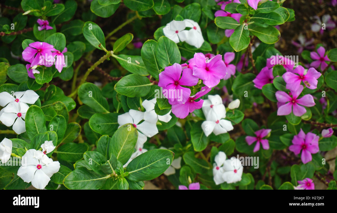 colorful plants in african desert of cape verden Stock Photo Alamy