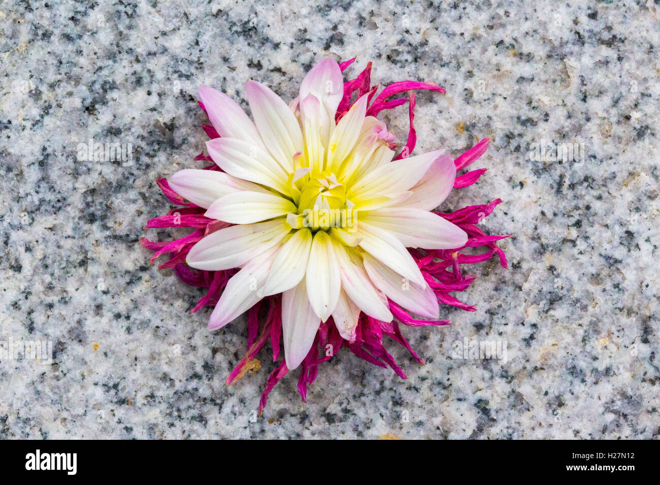 Dahlia on granite hi-res stock photography and images - Alamy