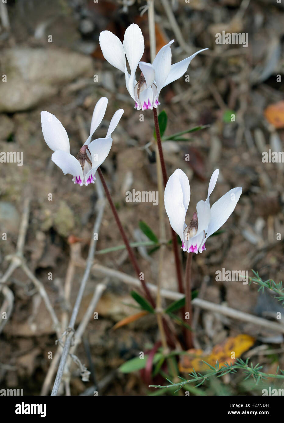 Cypriot Sowbread - Cyclamen cyprium Endemic to Cyprus Stock Photo