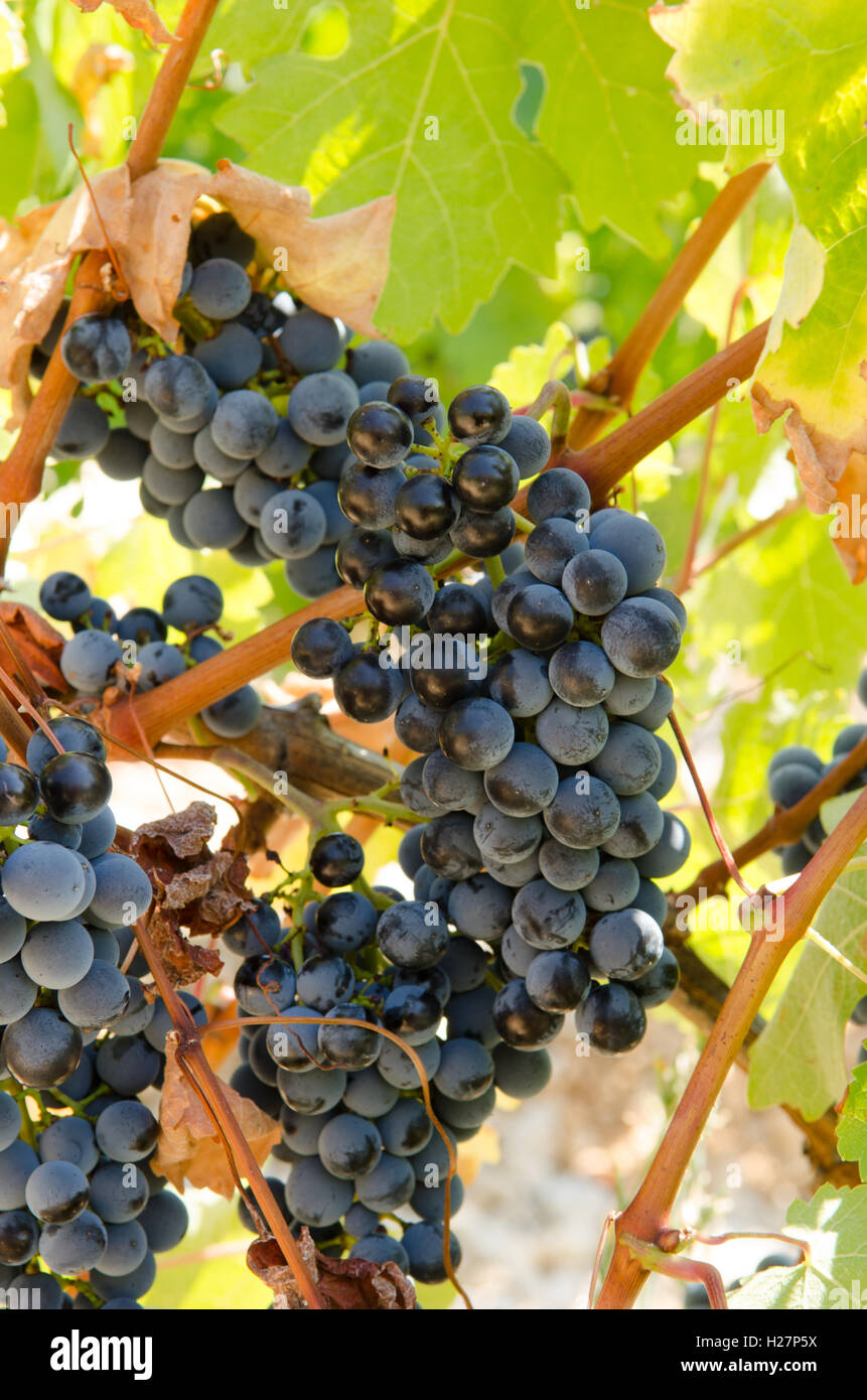 grapes on vine Stock Photo