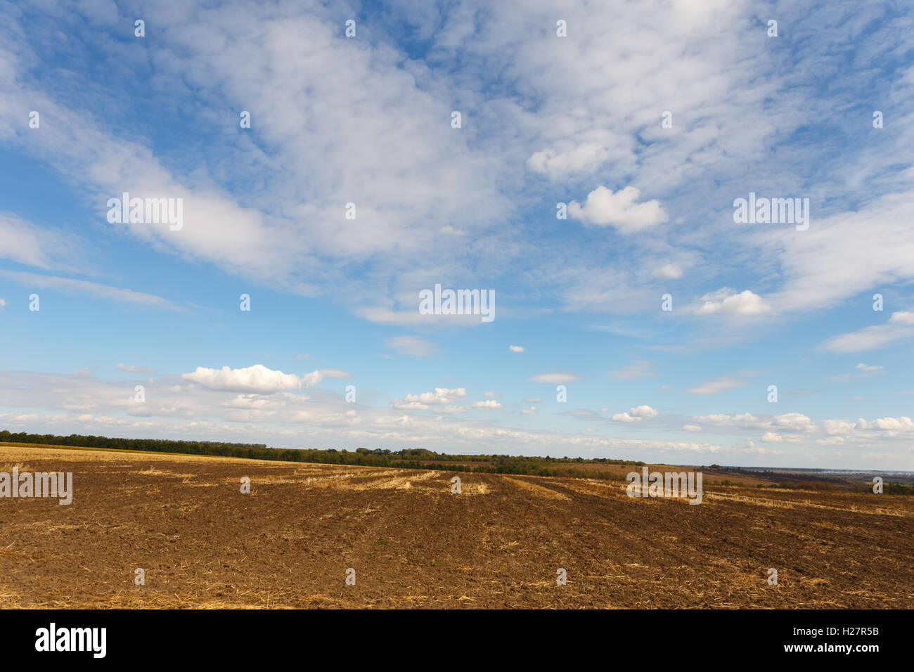 Cultivated field after harvesting under blue sky Stock Photo - Alamy