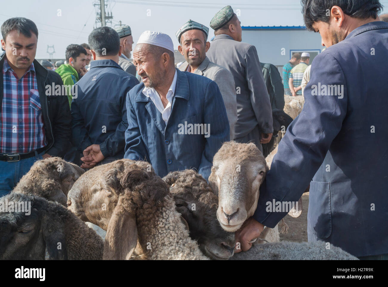 Bartering for Sheep at Livestock Market, Kashgar, China Stock Photo Alamy