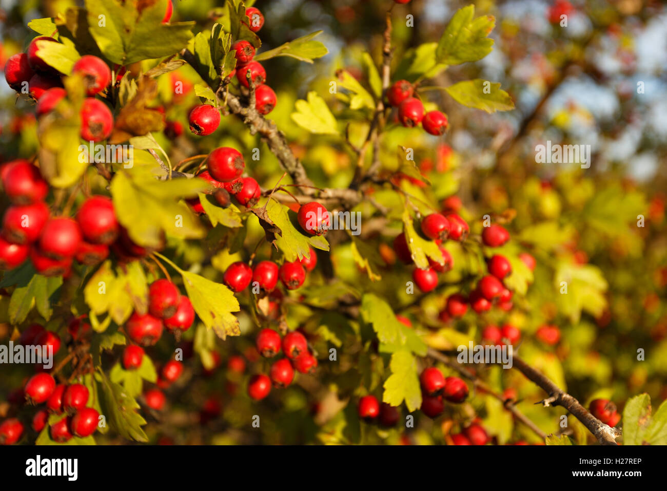 Rowan tree at autumn forest at sunset Stock Photo - Alamy