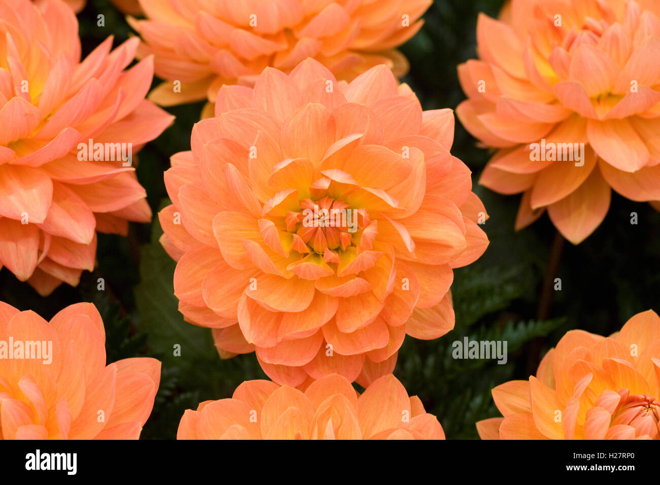 Dahlia Gwyneth. Waterlily type Dahlia. Stock Photo