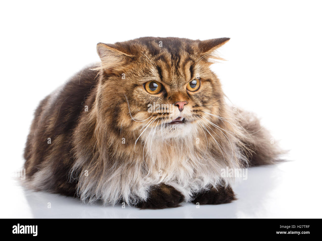 purebred cat on a white background Stock Photo
