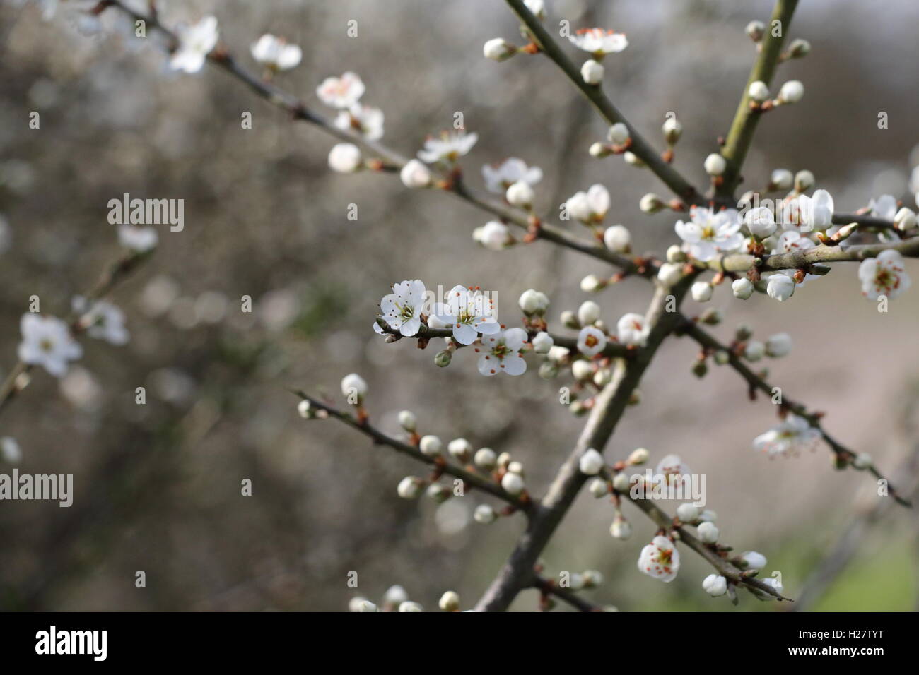 Hawthorn blossom Stock Photo