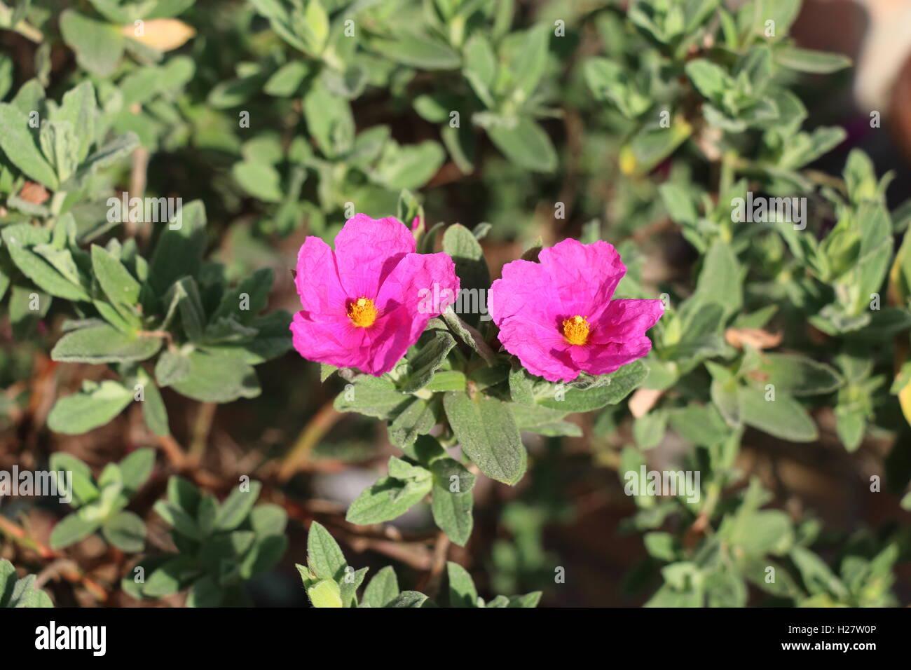 Two pink rock rose blooms Stock Photo