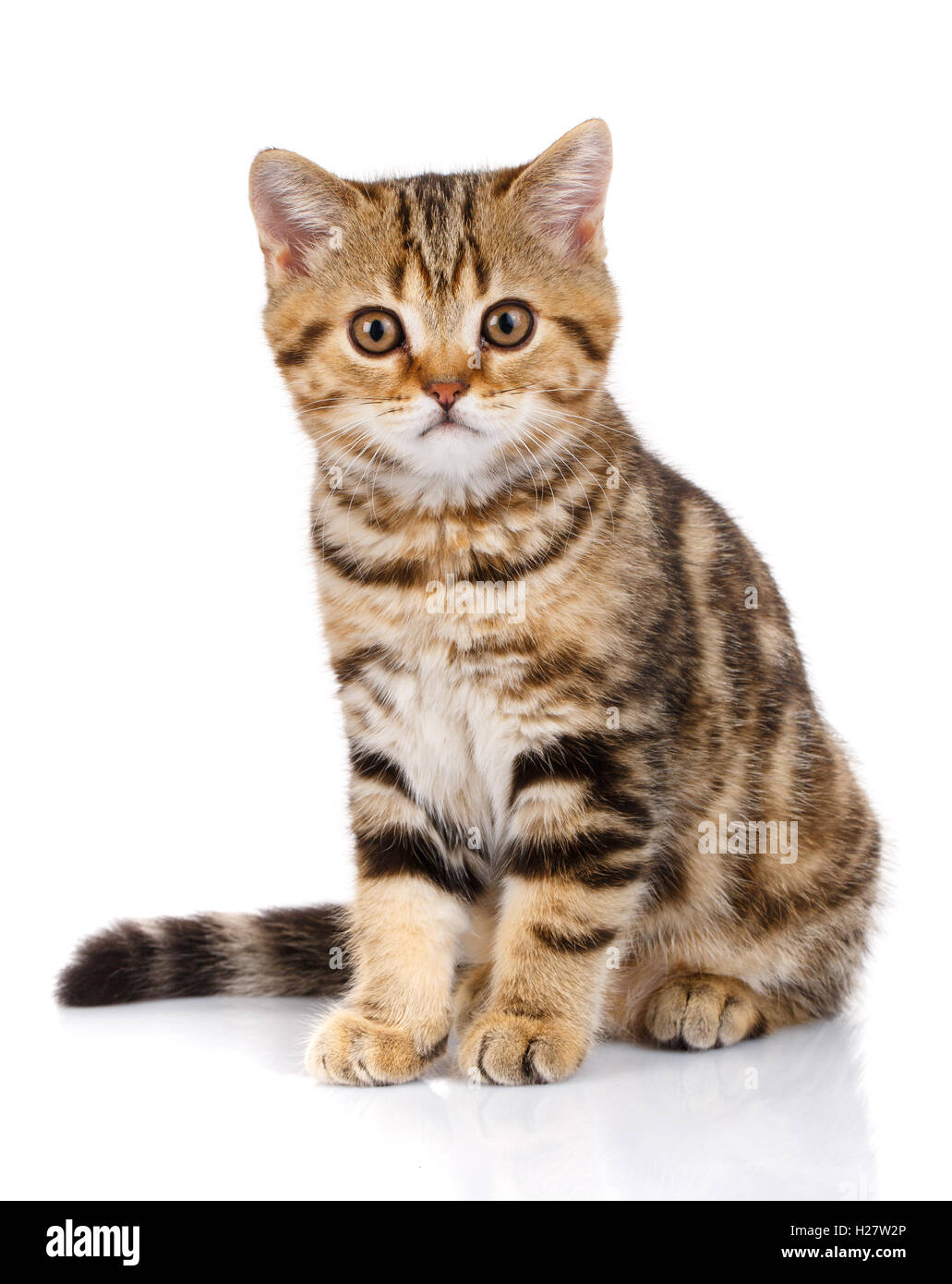 Portrait cat, scottish Straight Stock Photo