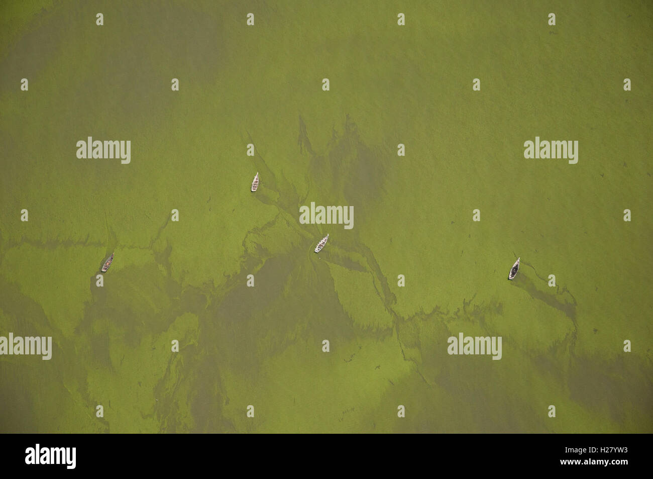 Lake Victoria" Algae Bloom Stock Photo Alamy