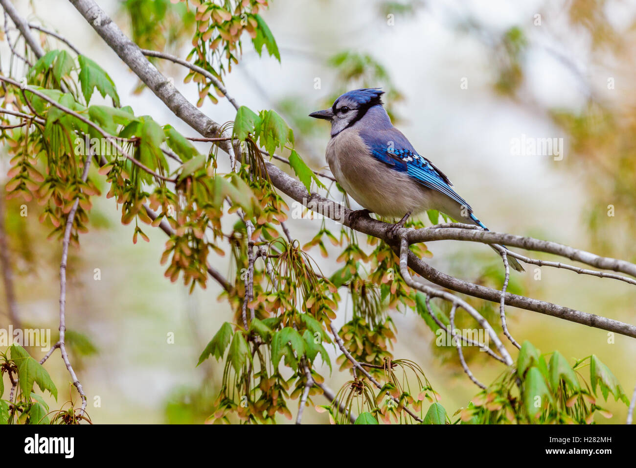 Blue Jay perched on a maple tree branch with helicopter seeds. Stock Photo