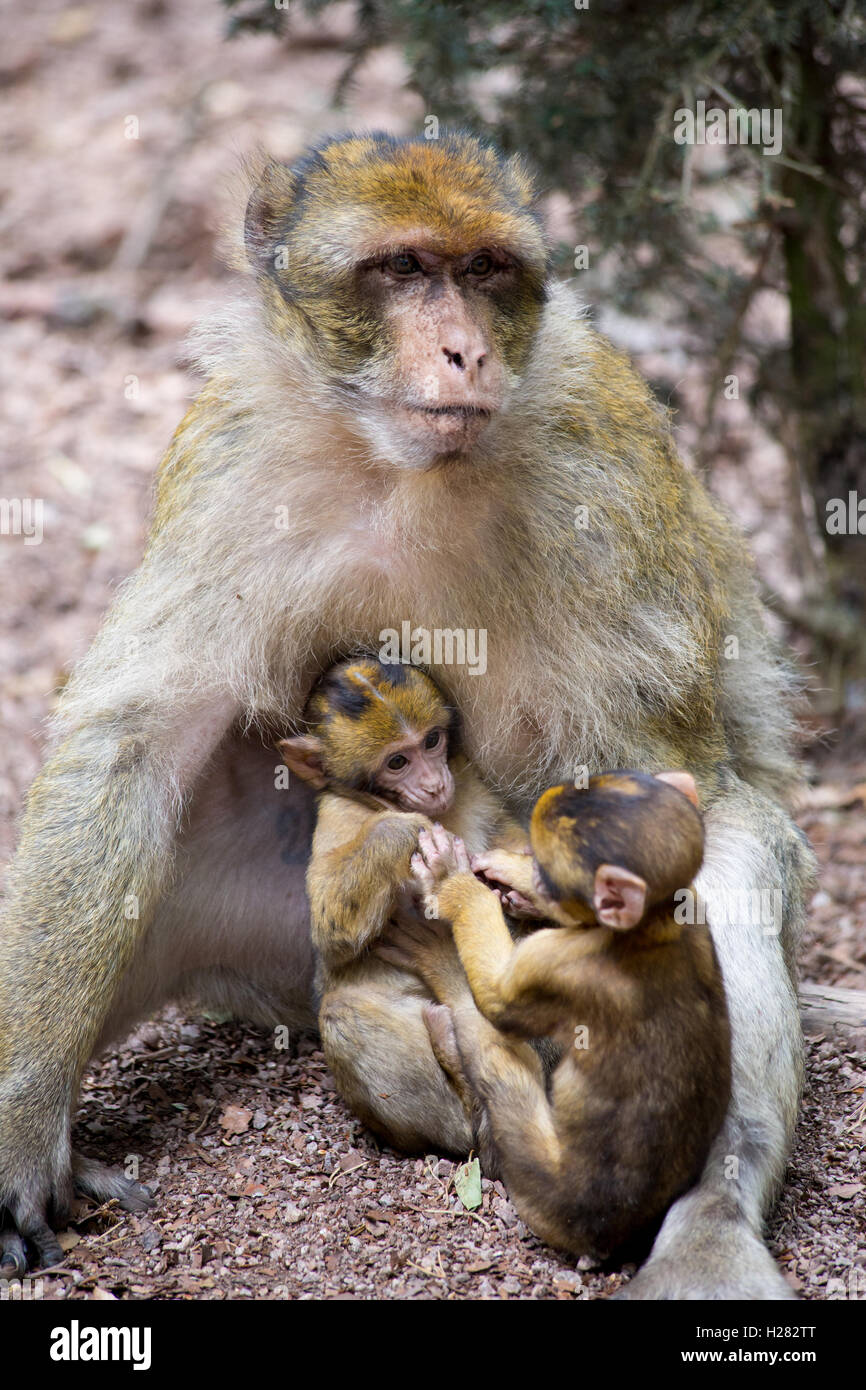 Macaque baby hi-res stock photography and images - Alamy
