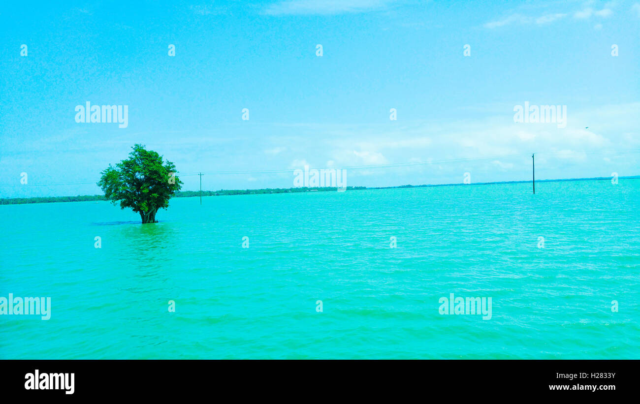 A tree in water Stock Photo