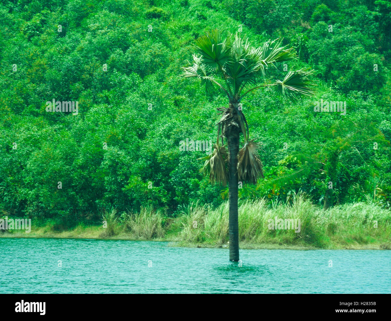 Palm tree on lake Stock Photo