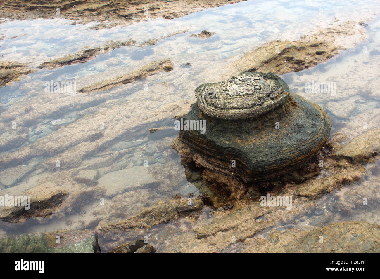 tide pool at Crystal Cove State Park Stock Photo Alamy