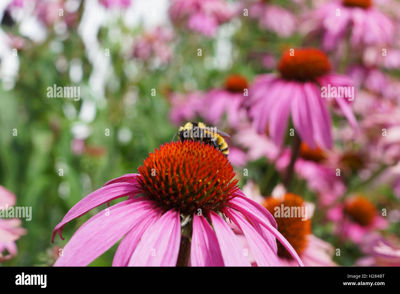 Honeybee on echinacea Stock Photo