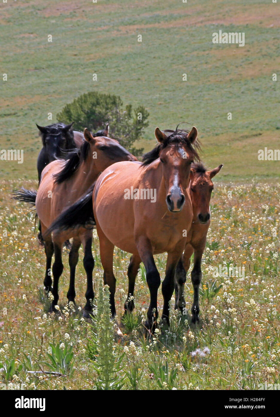Lead Mare leading her Wild Horse Mustang Herd in the Pryor Mountains in