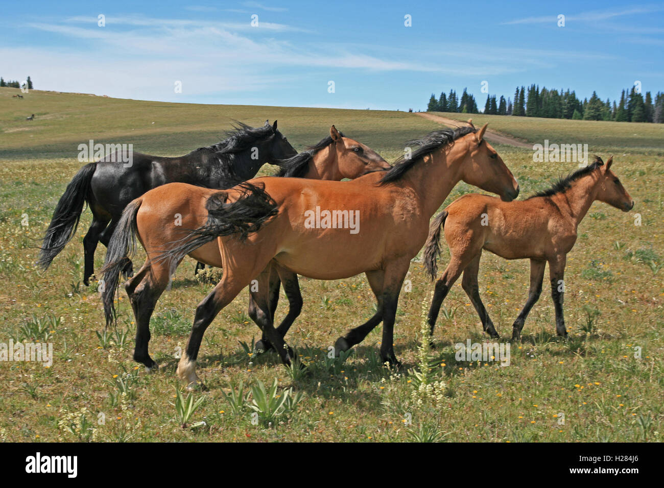Lead Mare in front of Wild Horse Mustang Herd in the Pryor Mountains in