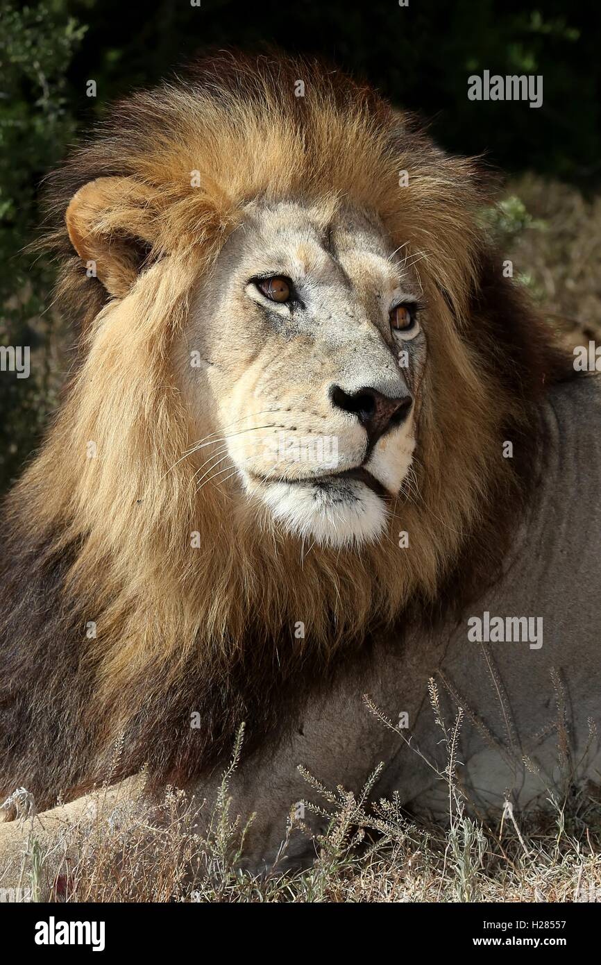 Dark mane lion hi-res stock photography and images - Alamy