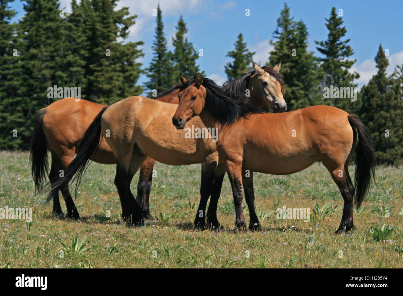 A Trio of Wild Horses in the Pryor Mountain Wild Horse range in Wyoming ...