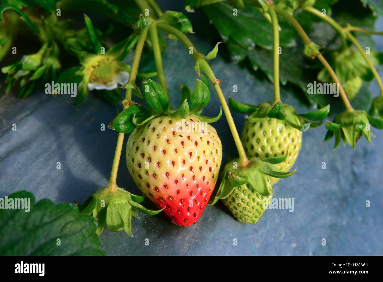 Strawberry tree fruit berry hi-res stock photography and images - Alamy