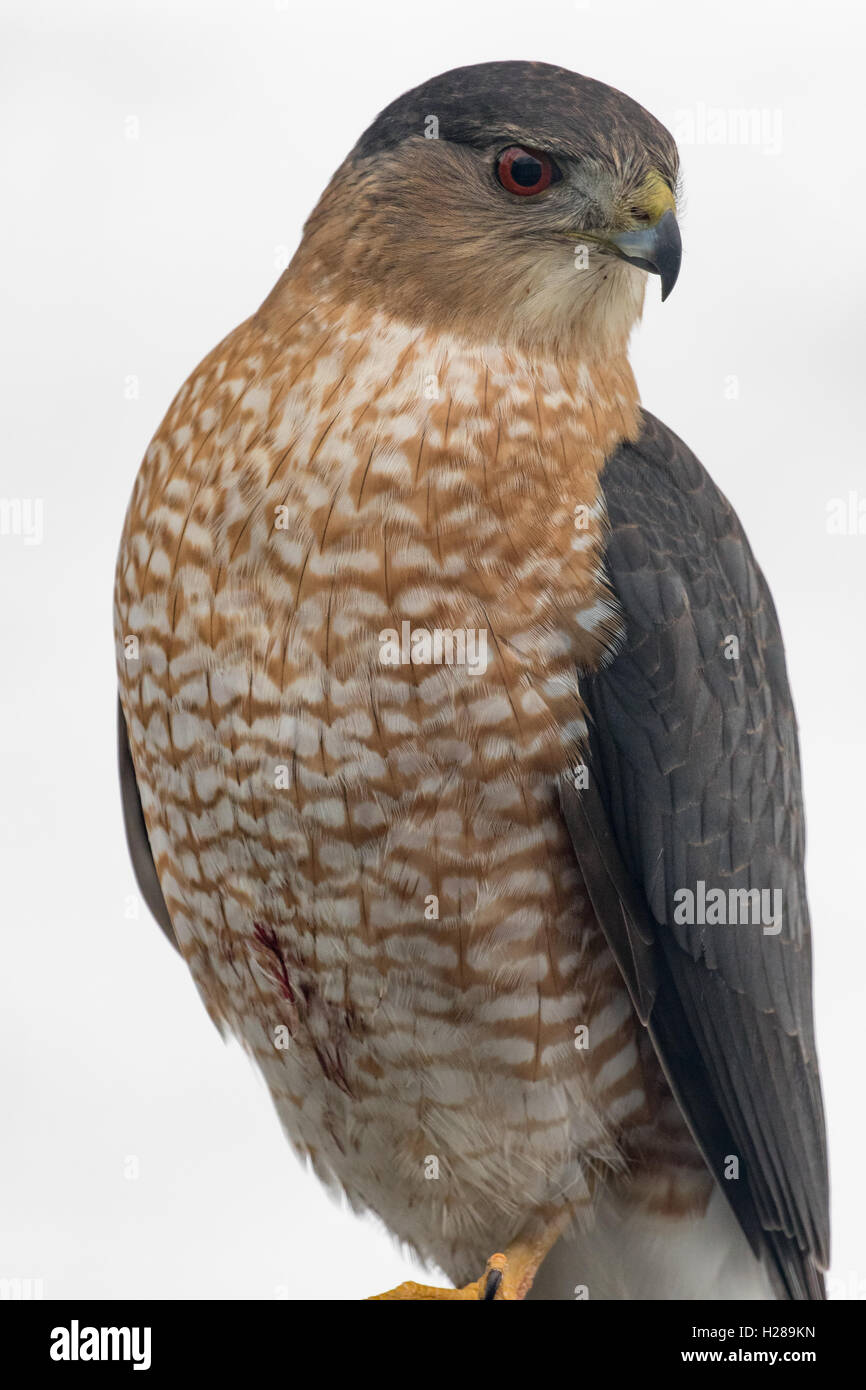 Cooper's hawk Stock Photo