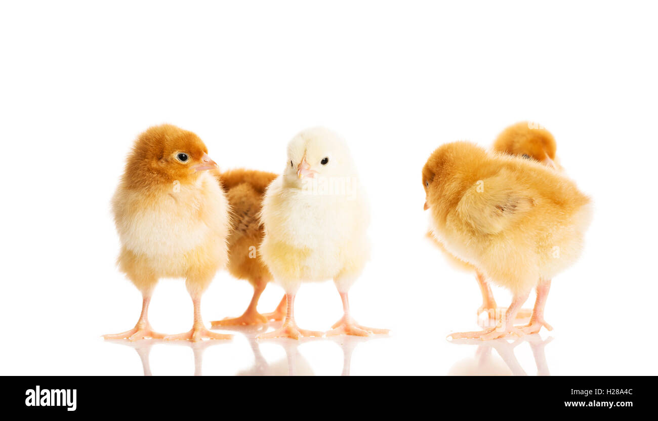 Group of small chicken Stock Photo - Alamy