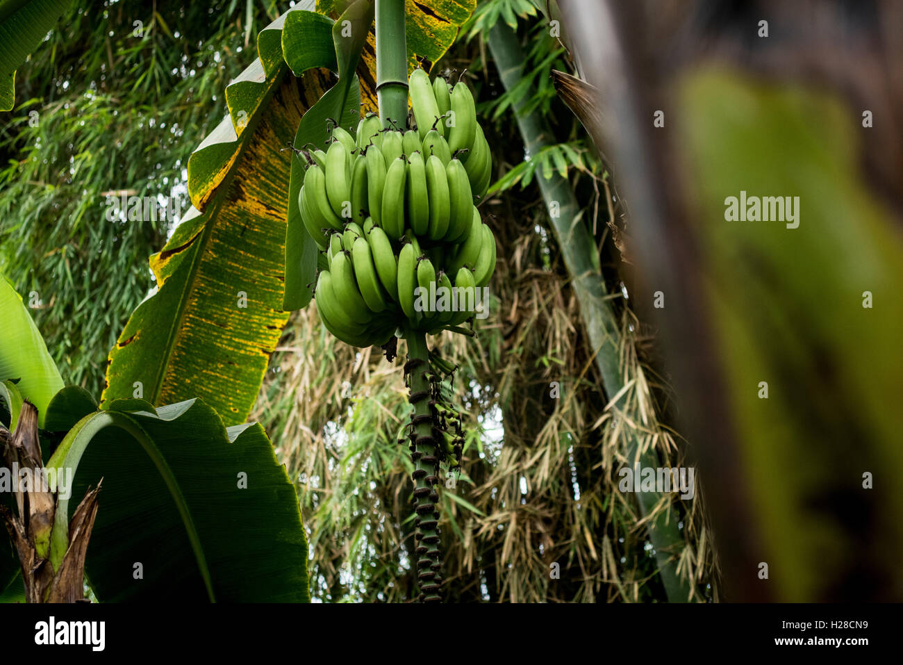 Banana growing uk hires stock photography and images Alamy