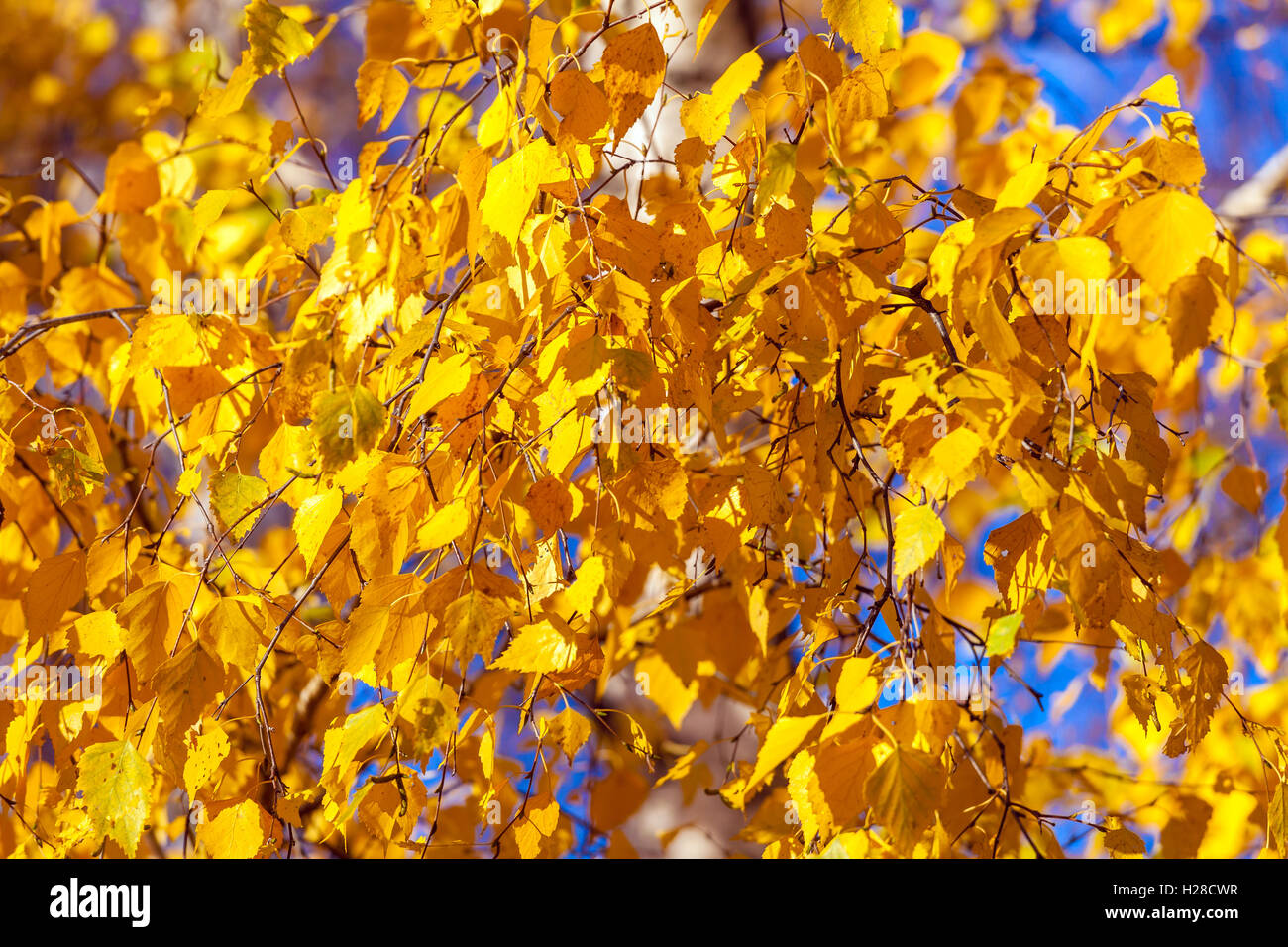 Bright yellow autumn background with birch leaves Stock Photo - Alamy