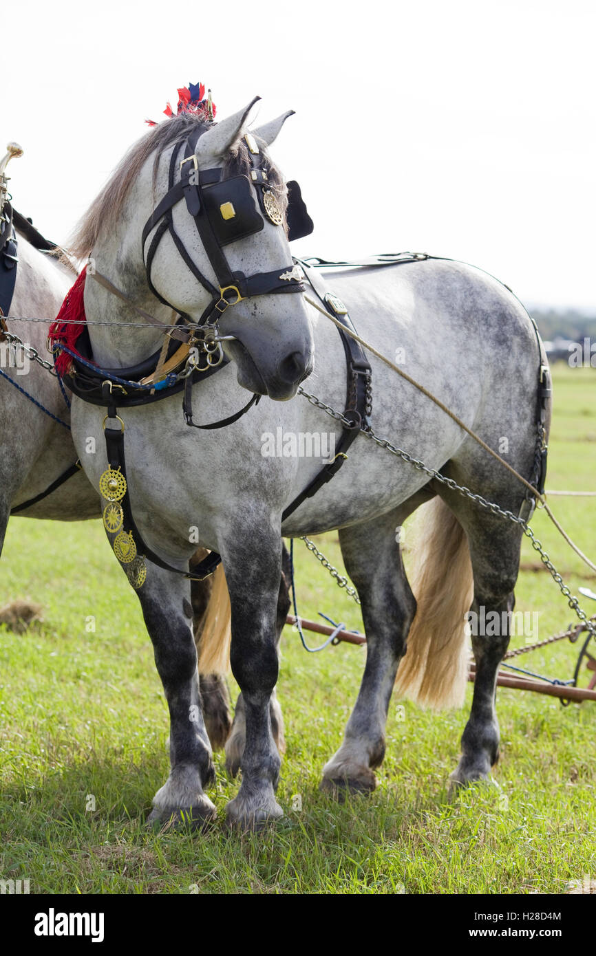 Shire horse in harness Stock Photo