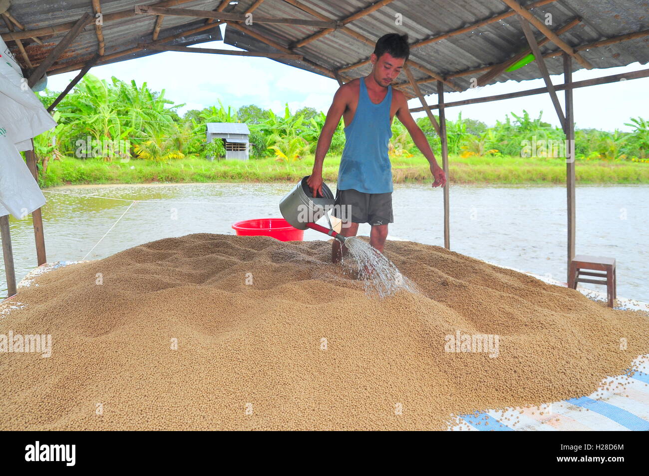 An Giang, Vietnam - August 25, 2011: A farmer is preparing to feed pangasius catfish in his farm pond Stock Photo
