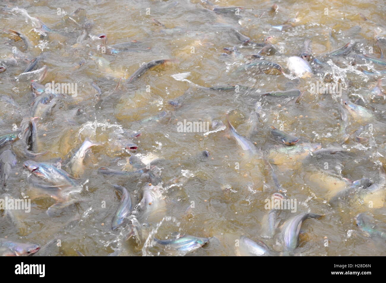 Pangasius fish or Vietnamese catfish are scrambling to eat in a farming pond Stock Photo