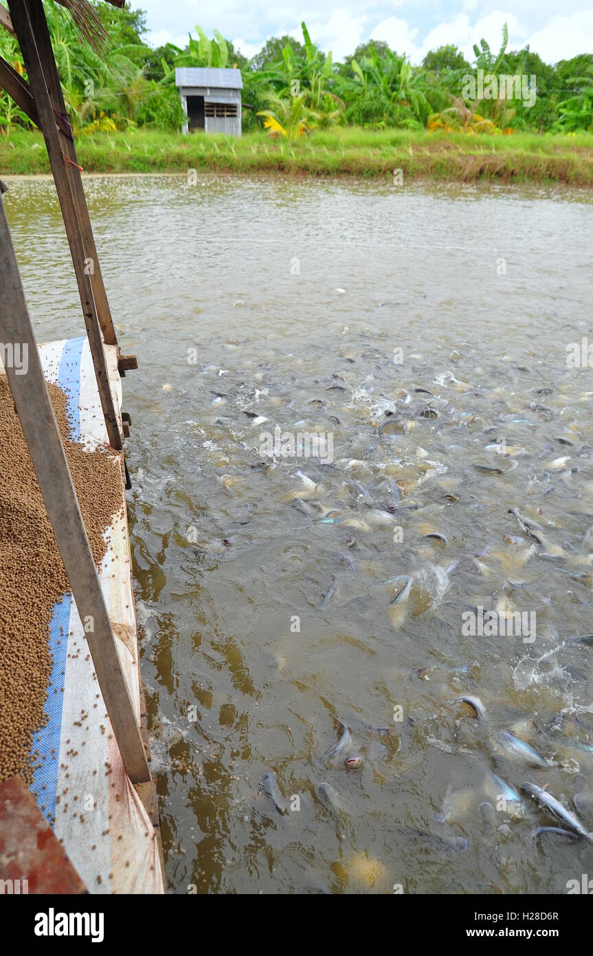 An Giang, Vietnam - August 25, 2011: Pangasius fish or Vietnamese catfish are scrambling to eat in a farming pond. Pangasius was Stock Photo