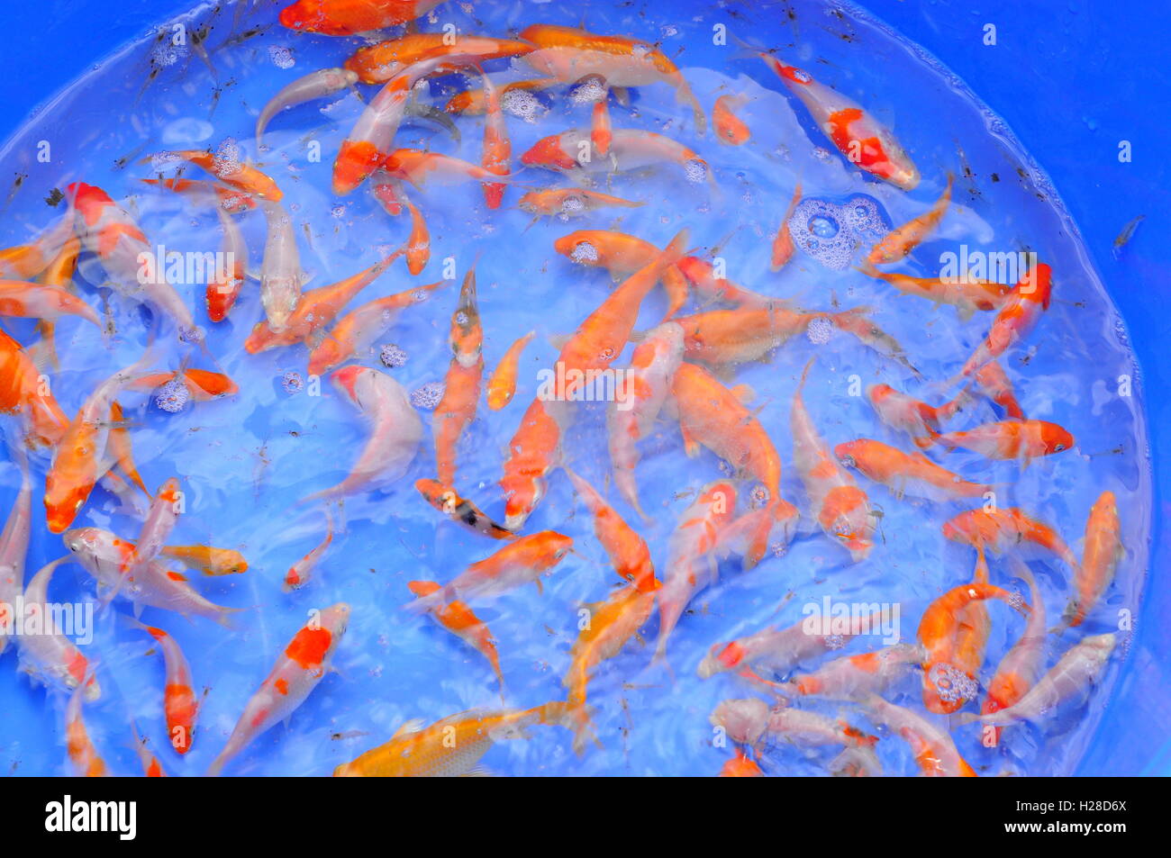 Broodstocks of Koi fish in tank in a farming center Stock Photo Alamy