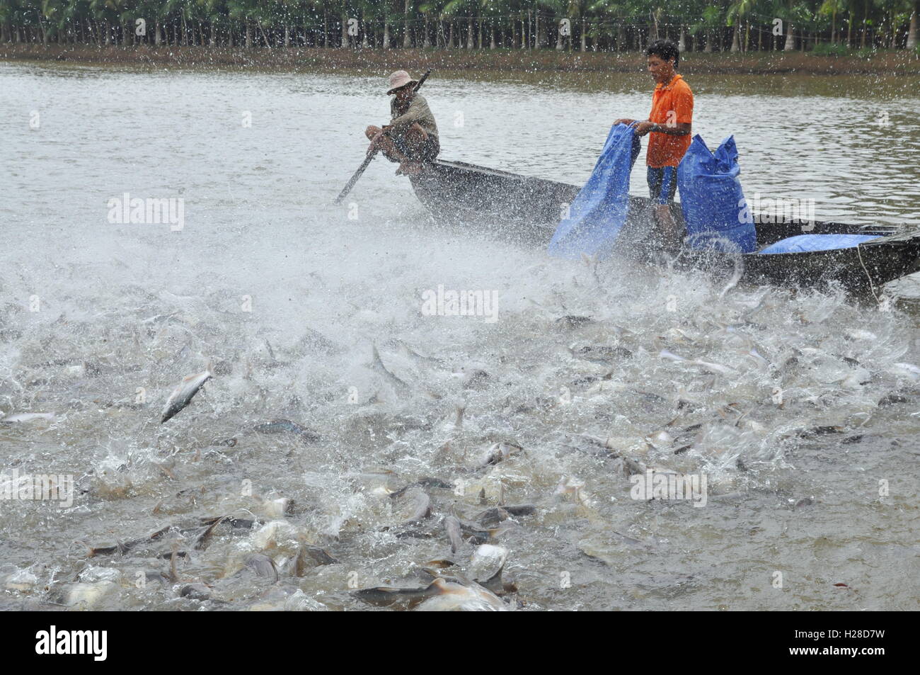 Can Tho, Vietnam July 1, 2011 Farmers are feeding pangsius catfish