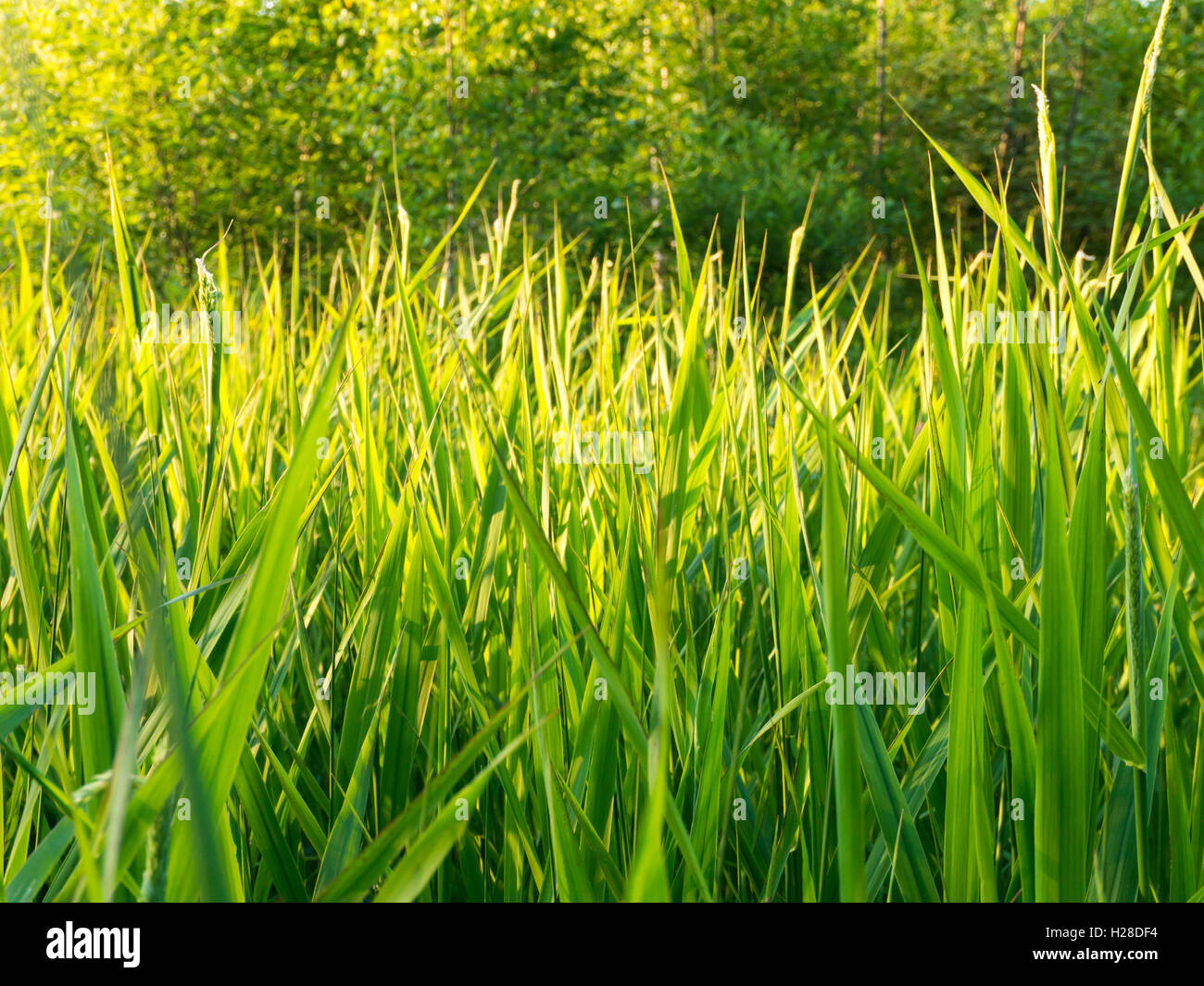 Grass on the edge of a wood at the sunset sun Stock Photo
