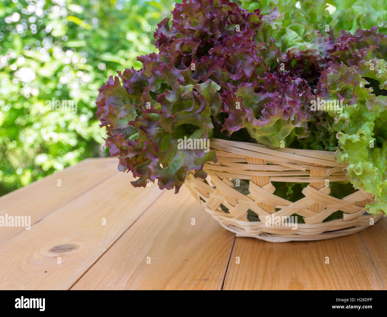 Green and purple lettuce salad in the basket on the sunny background Stock Photo