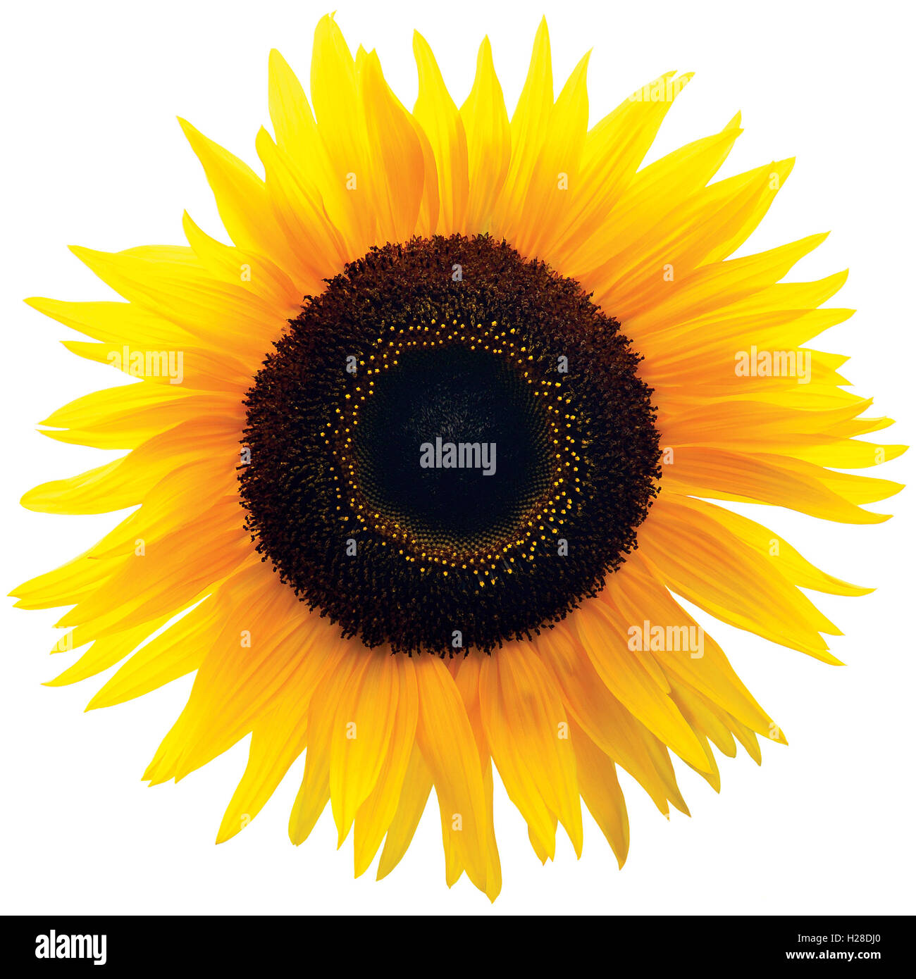 Common Sunflower Flower Head, Isolated Blooming Genus Helianthus H. Annuus, Large Bright Colorful Detailed Macro Closeup Vibrant Stock Photo