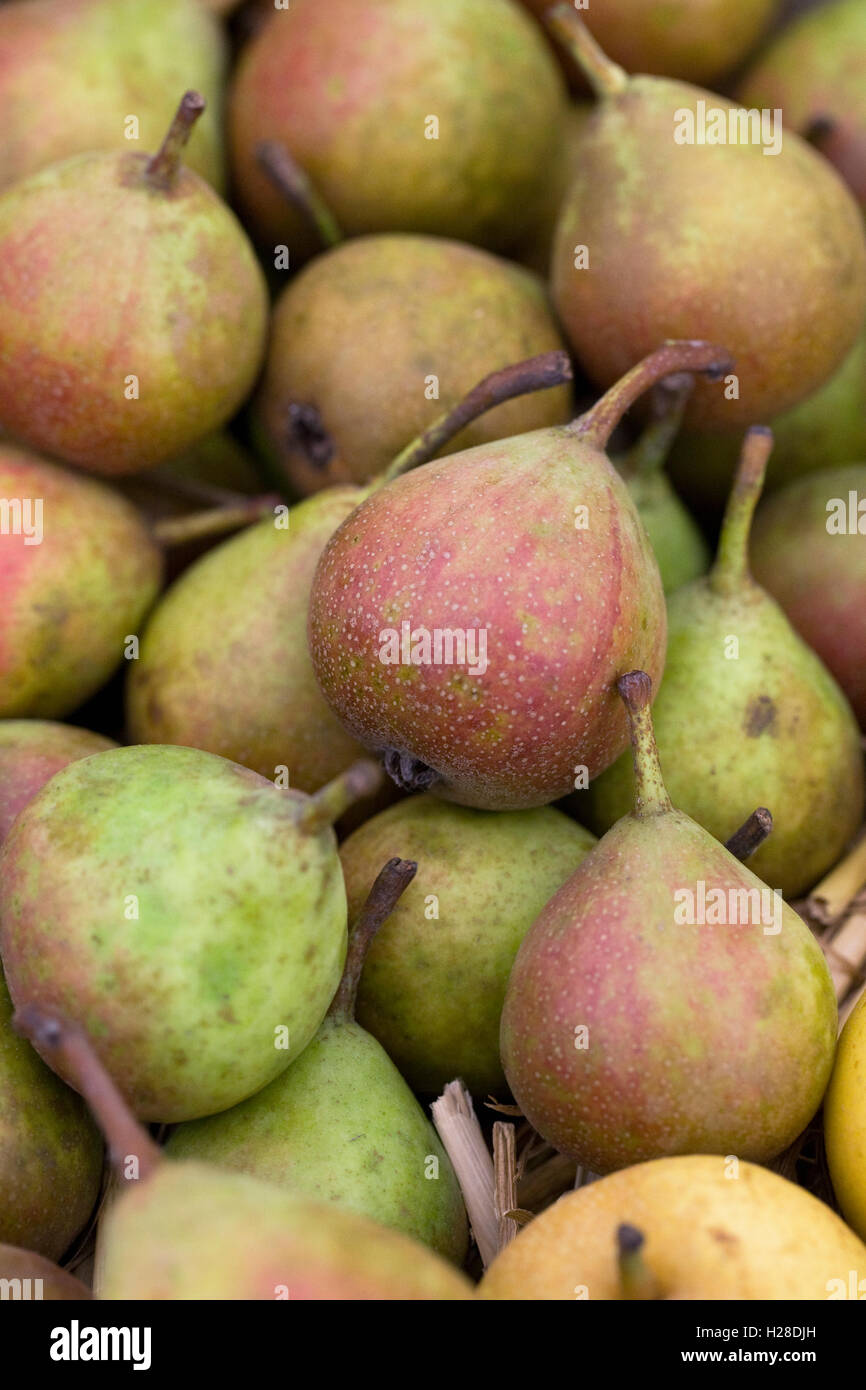 Pear Gieser Wildeman. Culinary Pears. Stock Photo